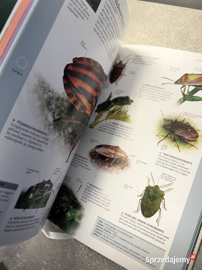 Vlinders Andere Insecten in Nederland Nationale biologia, ekologia Jasło