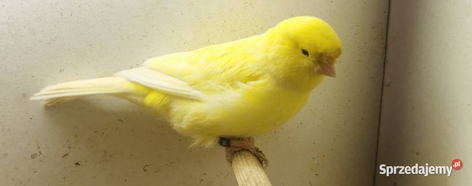 Kanarek Samiec Kanarki Samczyk Żółty Jarosław