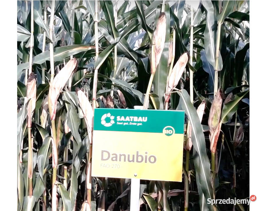 Materiał siewny kukurydza Danubio FAO 240 250 Międzyrzecz sprzedam