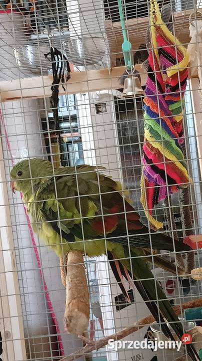 Księżniczka słoneczna papuga górska Berga Ptaki Lublin sprzedam