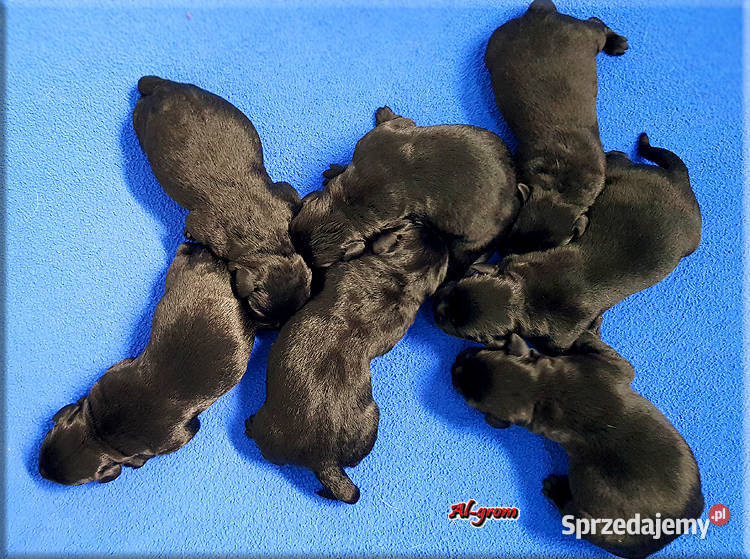 Czarne szczenięta rasy Labrador Retriever mazowieckie Chynów