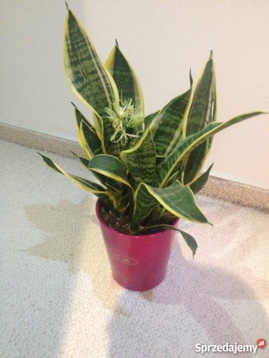 Roślina doniczkowa domowa Sansevieria kwitnąca Poznań sprzedam