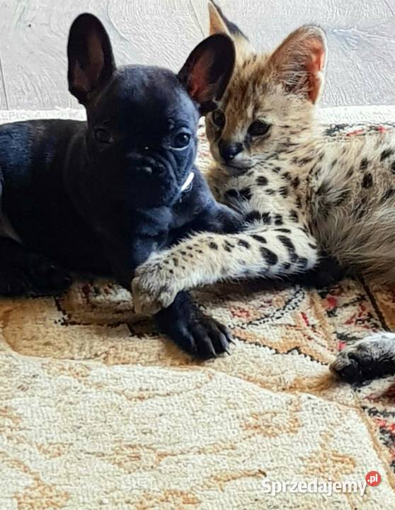 Serwale Afrykańskie Leptailurus serval młode Katowice