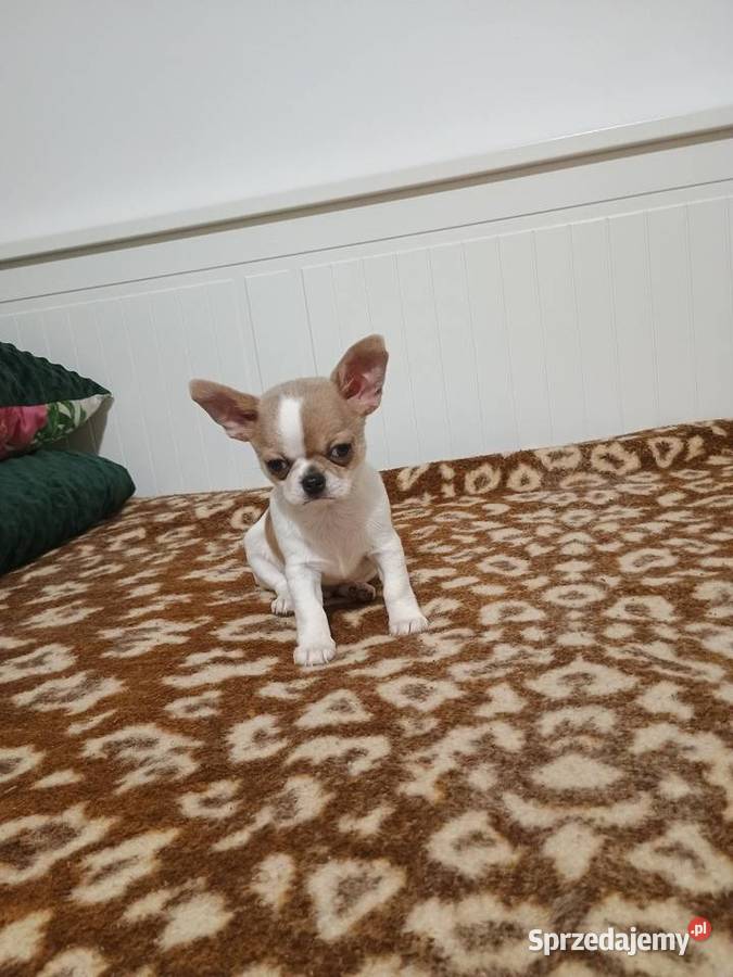 Chihuahua malutki przytulasek chip rodowód Kleszczów