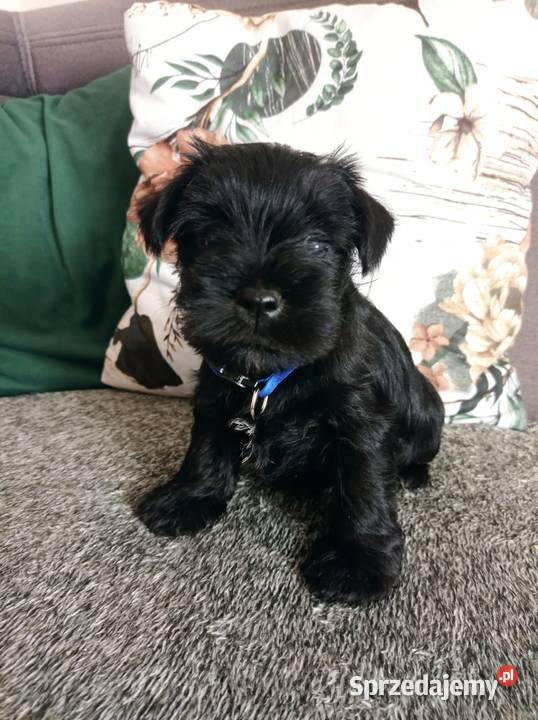 Sznaucer miniatura miniaturka