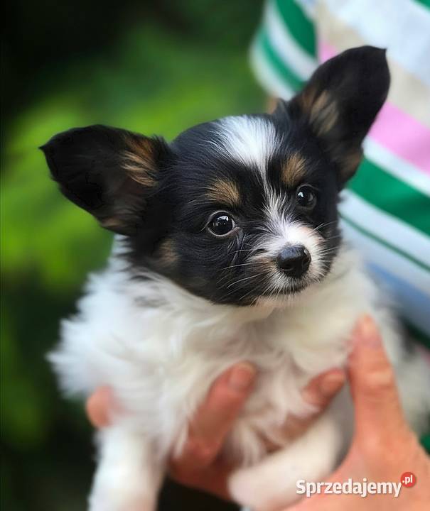 Papillon szczeniak Pozostałe Bielkówko sprzedam