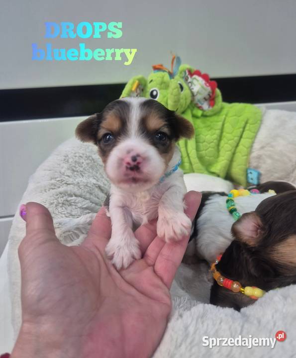 Piesek yorkshire terrier blueberry Łódź