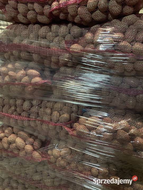 Ziemniaki RED SONIA w kalibrażu 3550 pakowane w