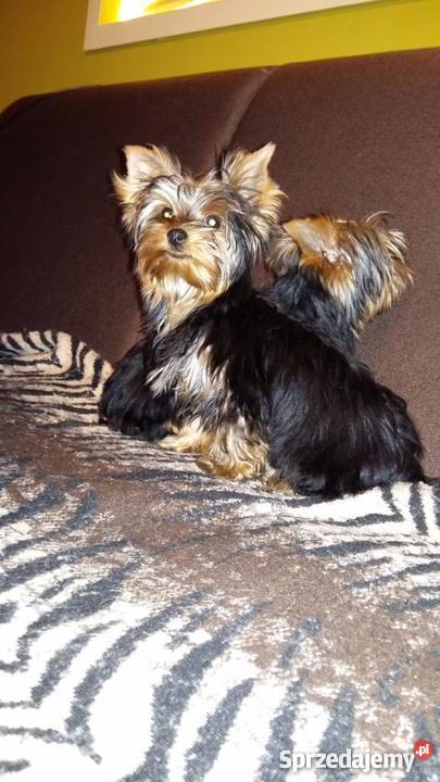 york yorki yoreczki z Rodowodem UCIZHPR Psy śląskie Myszków