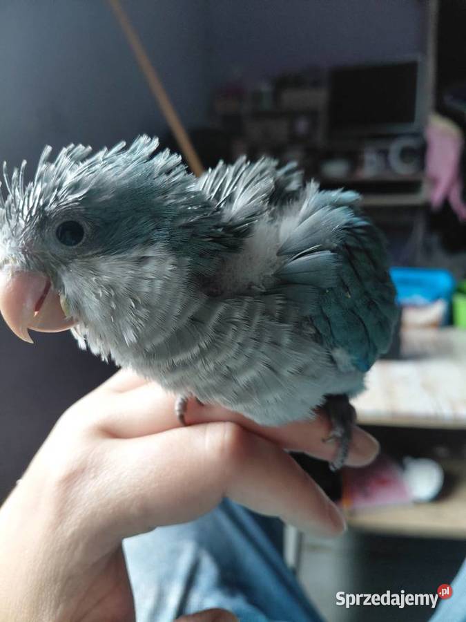 Sprzedam mniche nizinną ręcznie karmioną Nowy Dwór