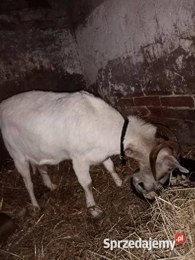 Koza z kózką i koziolkiem koza dojna Podgrodzie