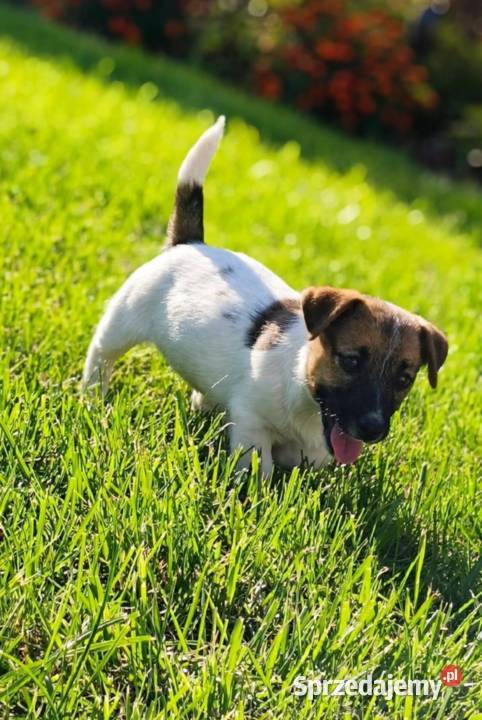 Suczka Jack Russell Terrier FCI szuka domu jako Jack Russell Terrier Sochaczew