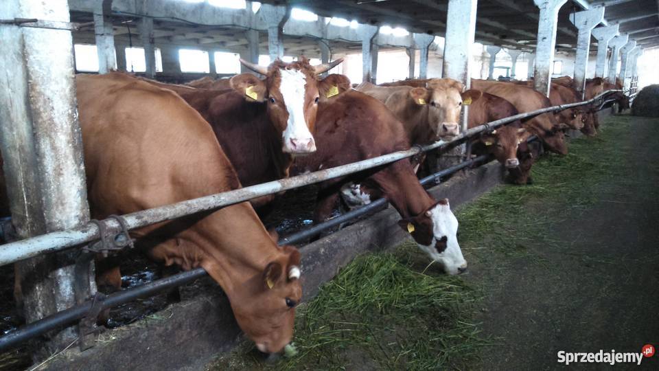 Sprzedam krowy i jałówki mięsne Bydło mięsne Rąbino