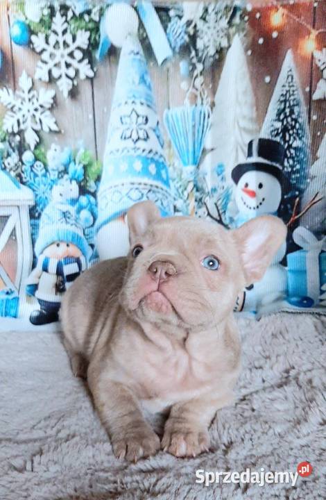 Buldog francuski chlopak isabela Pabianice