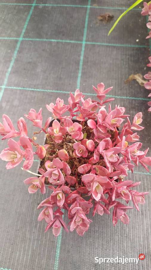 Byliny rojnik rozchodnik płomyk dzwonek żurawka Jelitów