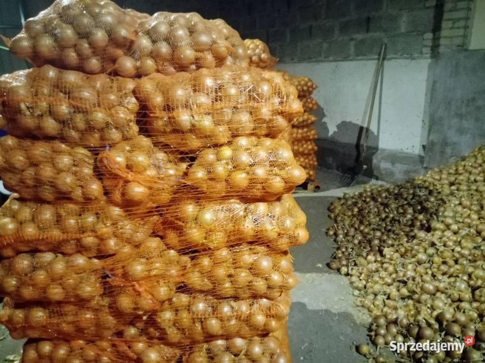Cebula worek 15 Rostkowice sprzedam