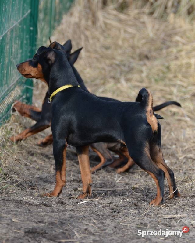 Pinczer miniaturowy - piesek przebadany, paszport EU