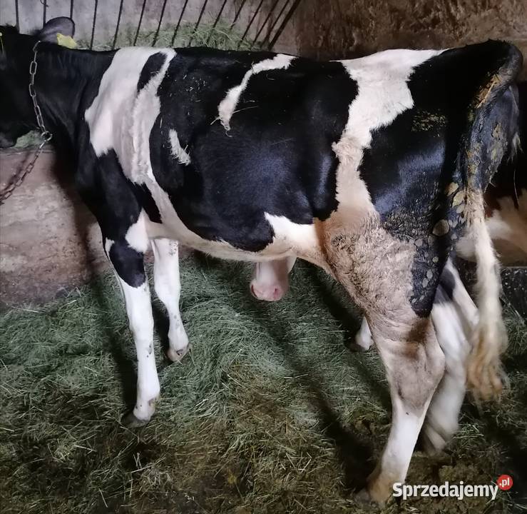 Sprzedam jalowke do zacielenia Szczerby