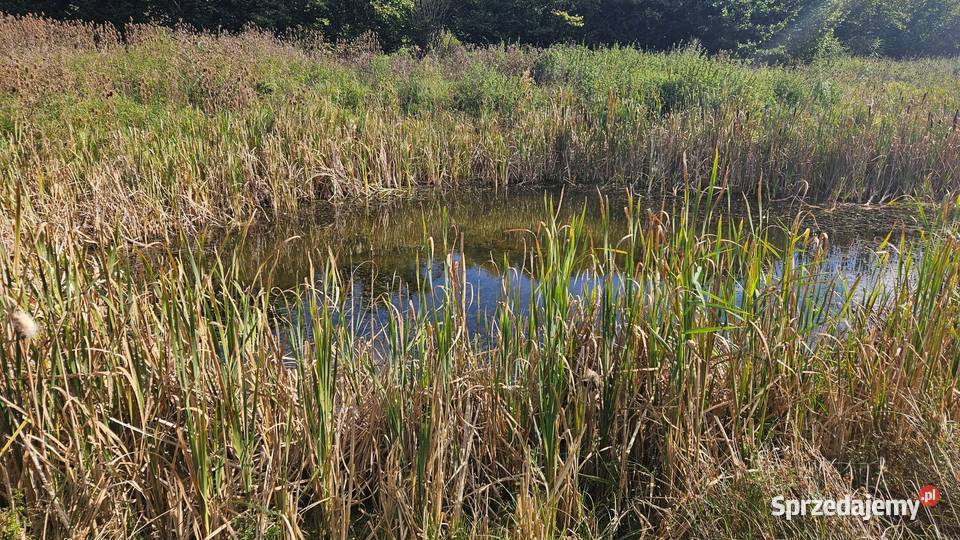 Budynek mieszkalny wielofunkcyjny na 2 ha 400m2 Barłożno