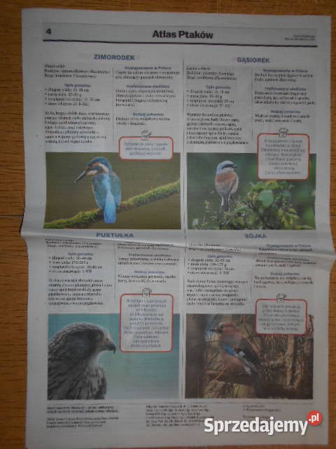 Wiosenny Atlas Ptaków cz III Gazeta Wyborcza Parczew