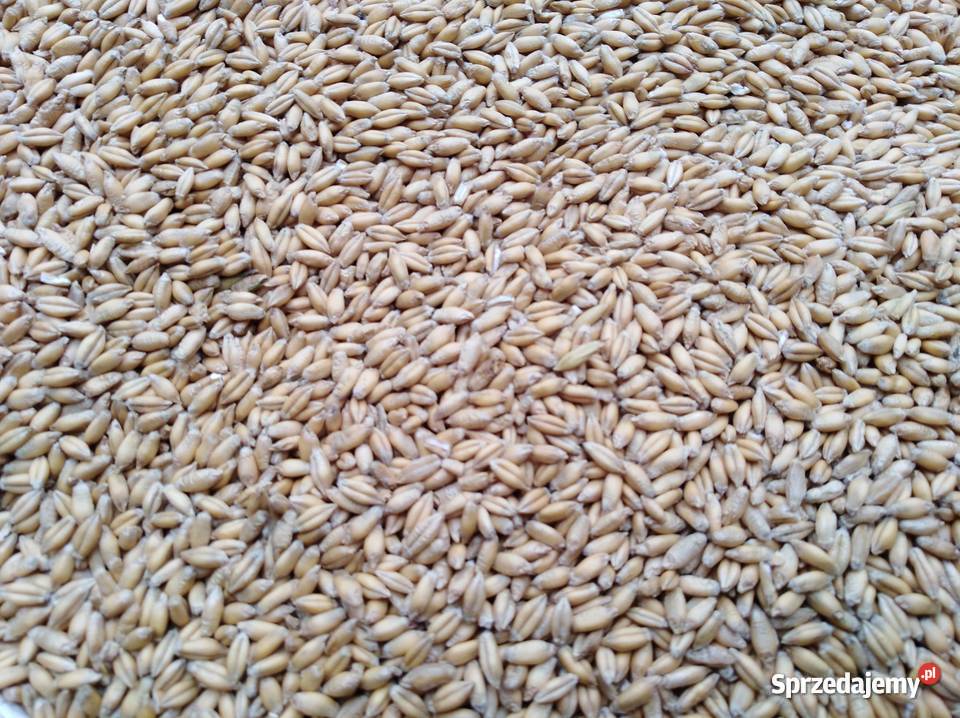 Sprzedam pszenżyto sprzedam