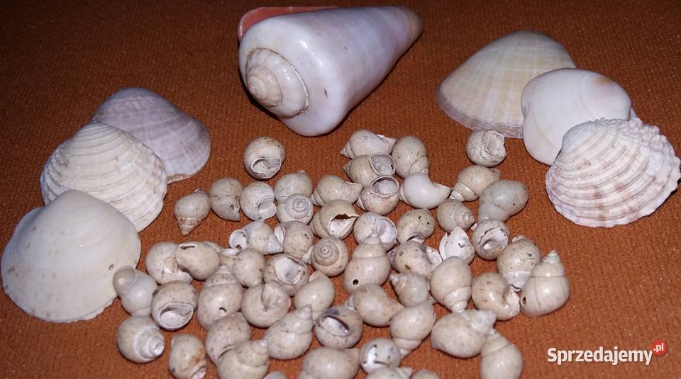 Muszelki naturalnemorskie beżowy łódzkie Łódź
