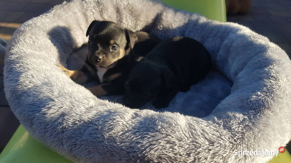 Szczeniaki pinczer Płońsk