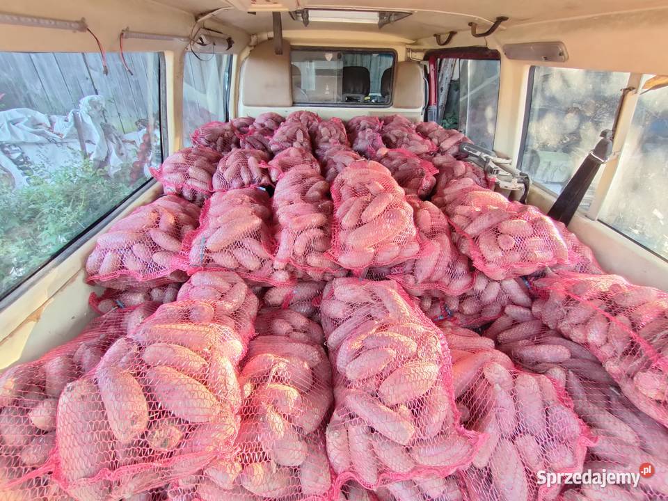 Buraczki czerwone podłużne