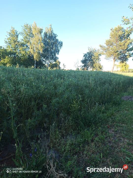 Łubin gorzki KARO słodki bialy Drużbin