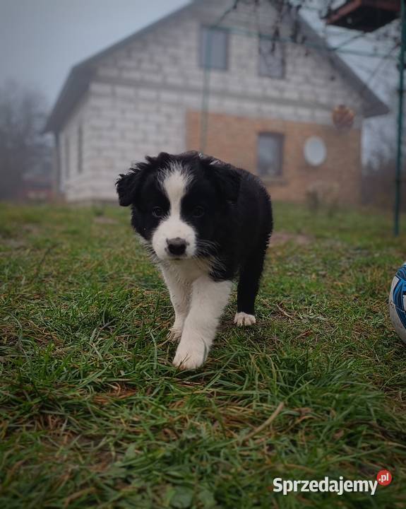 Border collie szczeniaki lubelskie