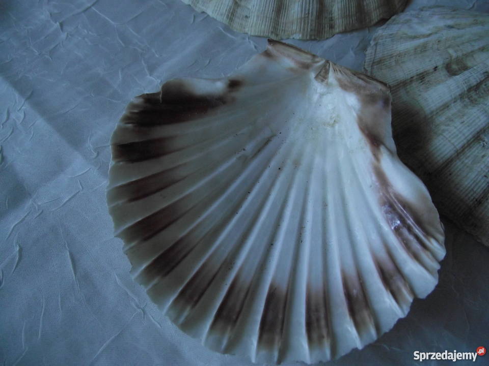 NATURALNE MUSZLE PERŁOWE Piła