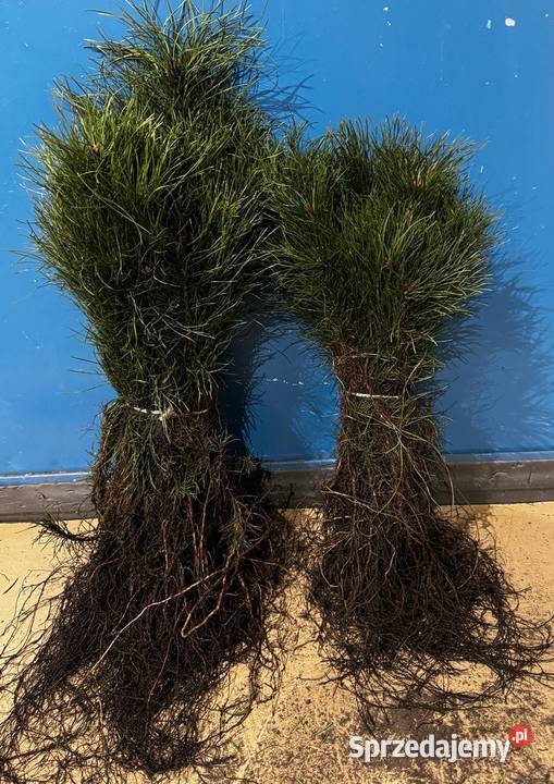 Sosna Pospolita sadzonki 2040 SZKÓŁKOWANA Kielce