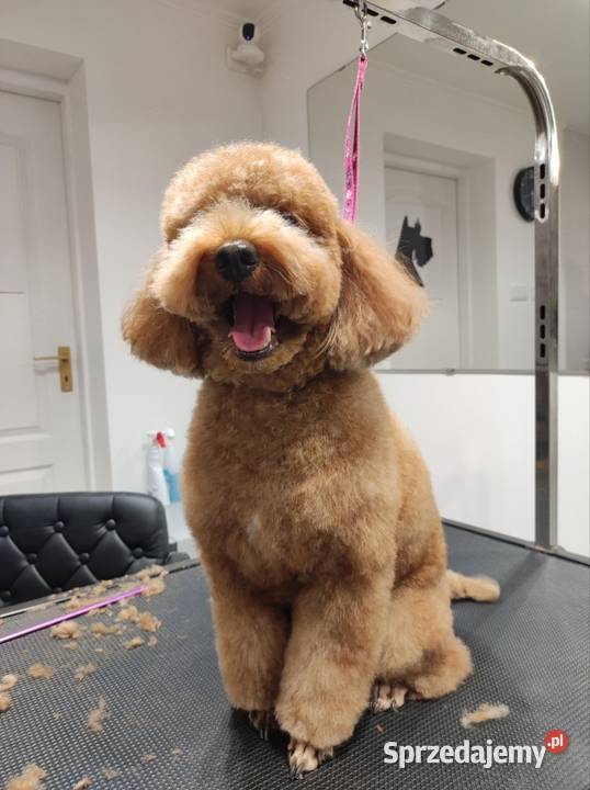 Petsitter Groomer Spacery wizyty domowe opieka Warszawa