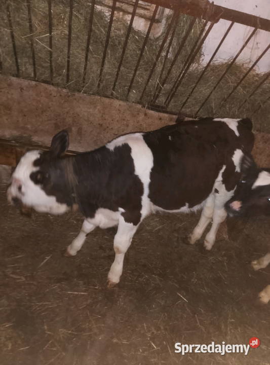 Jałoweczki do dalszego chowu świętokrzyskie Mzurowa