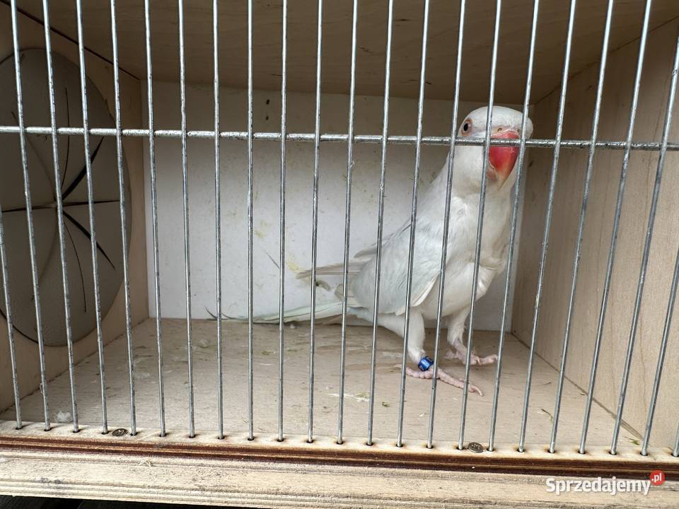 Aleksandretty obrożne Żory