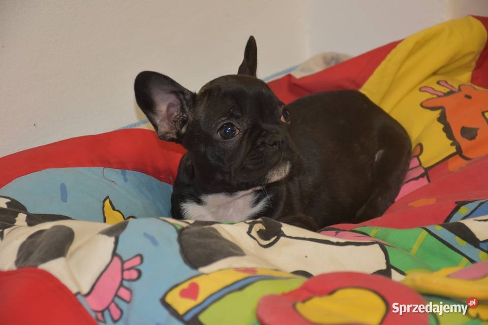 buldog francuski suczka niebieskapaszport Lipno