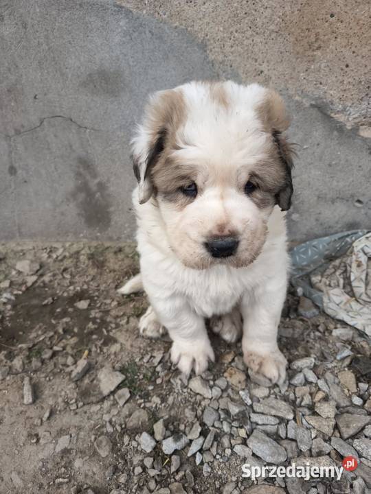 śliczne szczeniaki owczarek środkowoazjatycki Czarnożyły