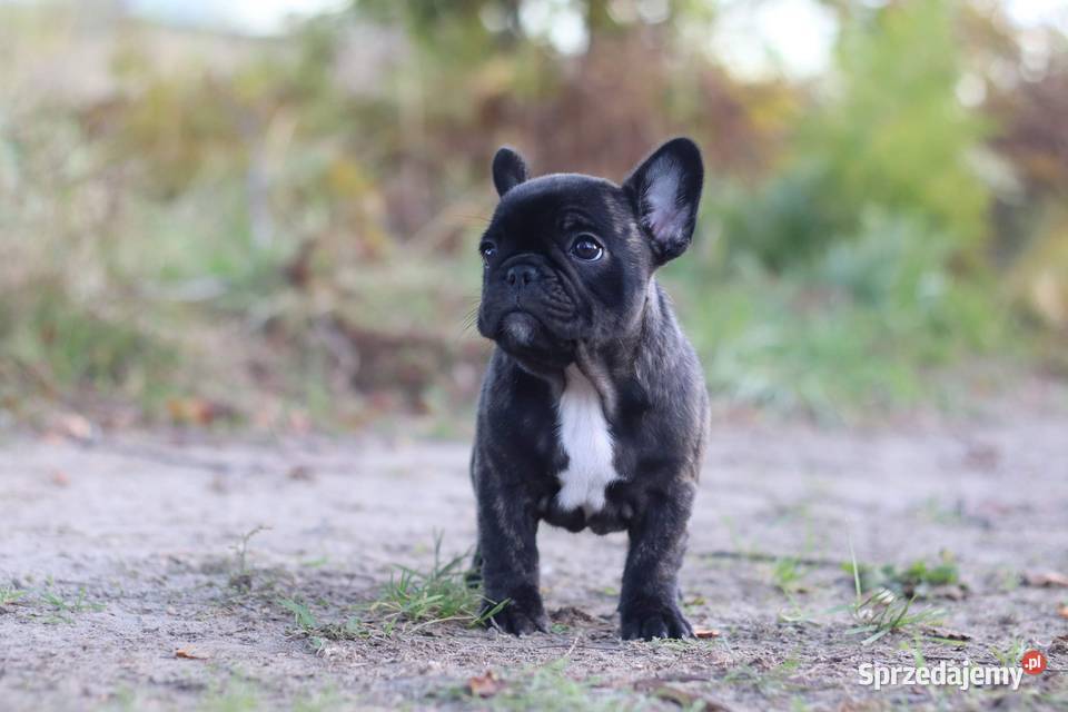 Buldog francuski Buldog Świerklany sprzedam