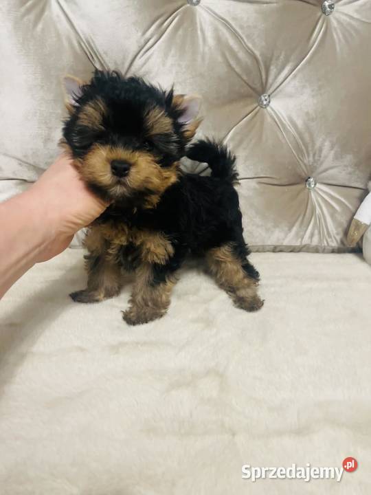 York Romek z Bajki Cudny czarnozłoty Wrocław