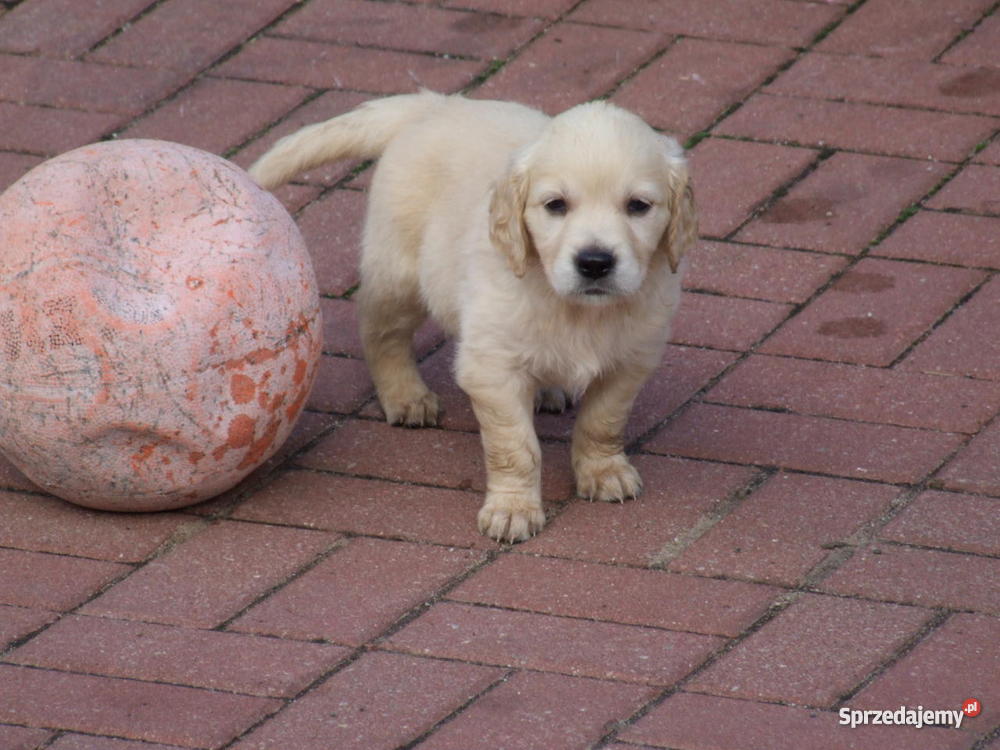 Złote szczeniaki Golden Retriever Suwałki