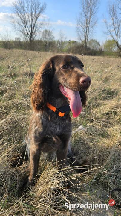 Lokalizator GPS psa bez abonamentu wodoodporny