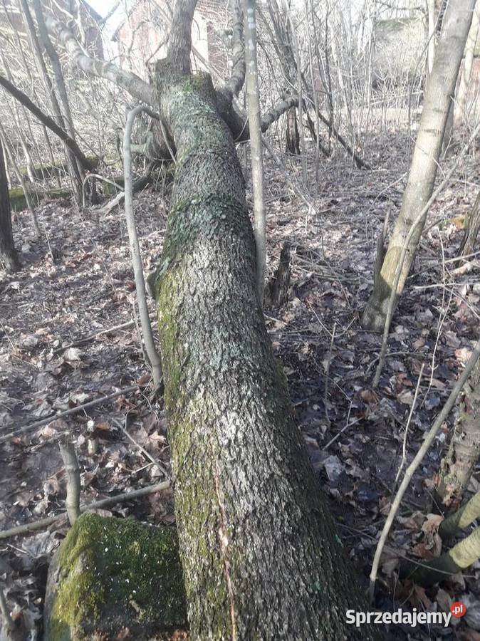 Kłody jesionw zcięte świętokrzyskie Wiślica