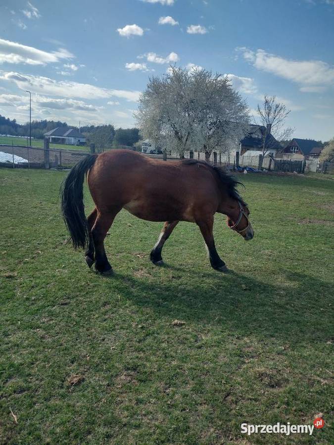 Sprzedam klacz zimnokrwista 2 lata Majdan Gromadzki