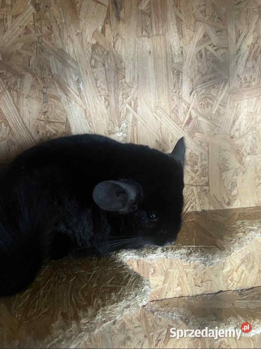 Trzy szynszyle z wolierą łódzkie