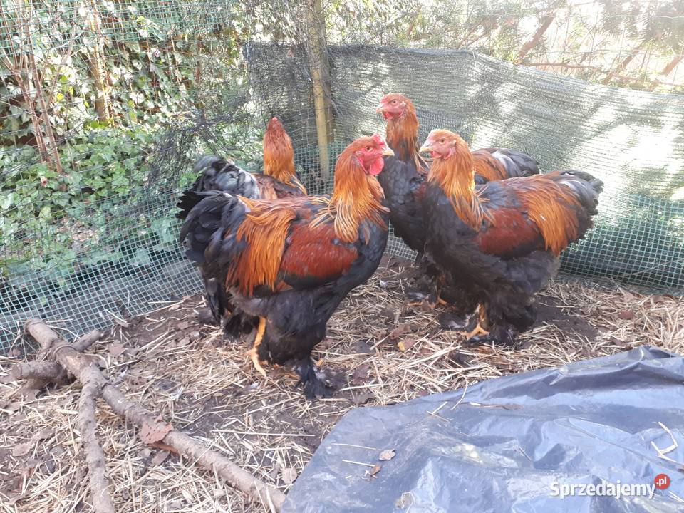 Koguty ozdobne brahma olbrzymia gronostajowa Ostropole