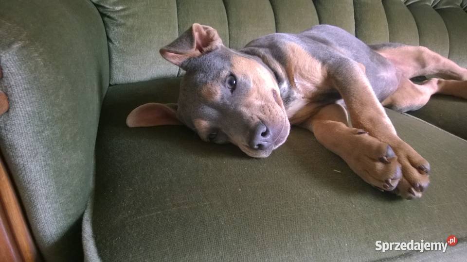 staffik niebieska suczka bez rodowodu