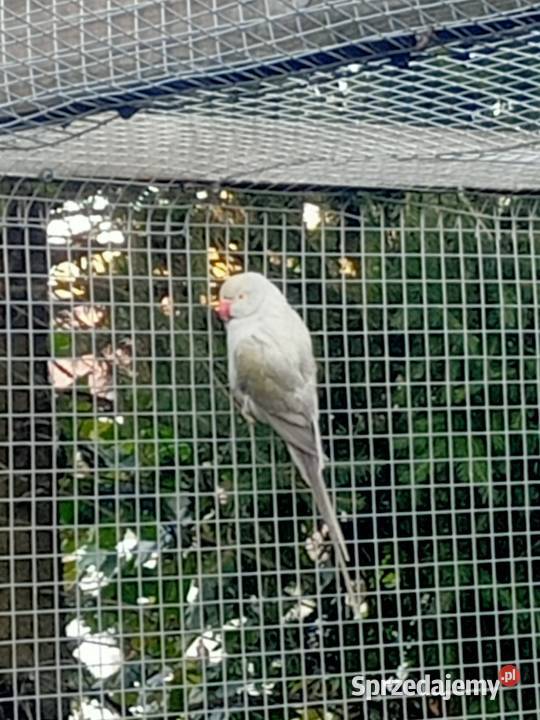 Aleksandretty obrożne para dorosla pomorskie Brusy