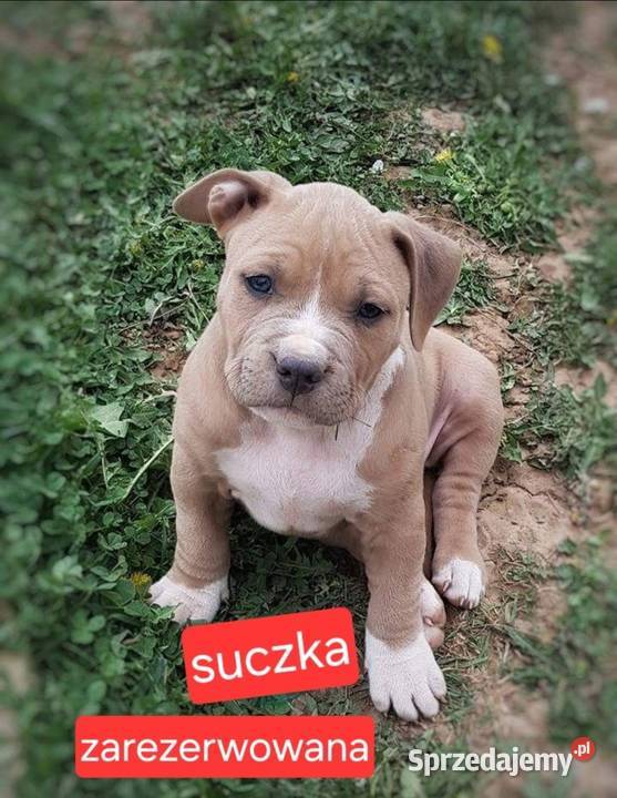 Piekne amstaffy