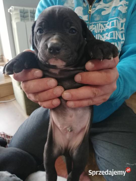 American Pitbull Terier Pit Bull Ciechanów sprzedam