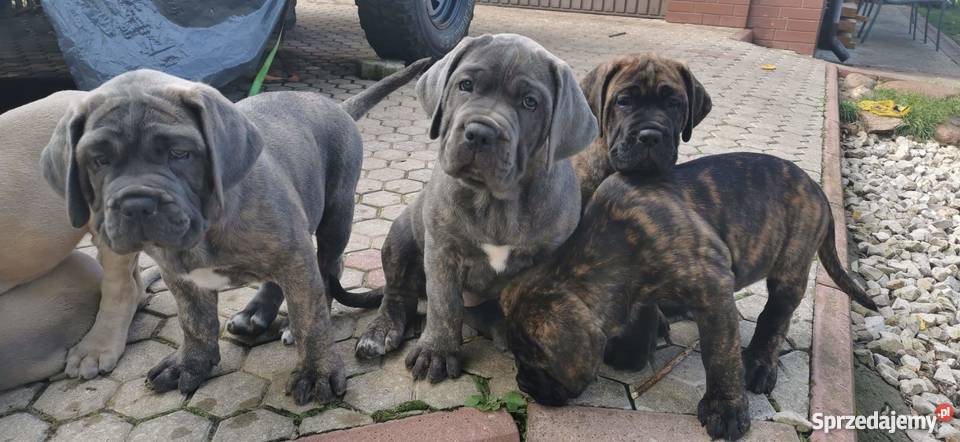 SZCZENIĘTA CANE CORSO Cane Corso Puławy sprzedam